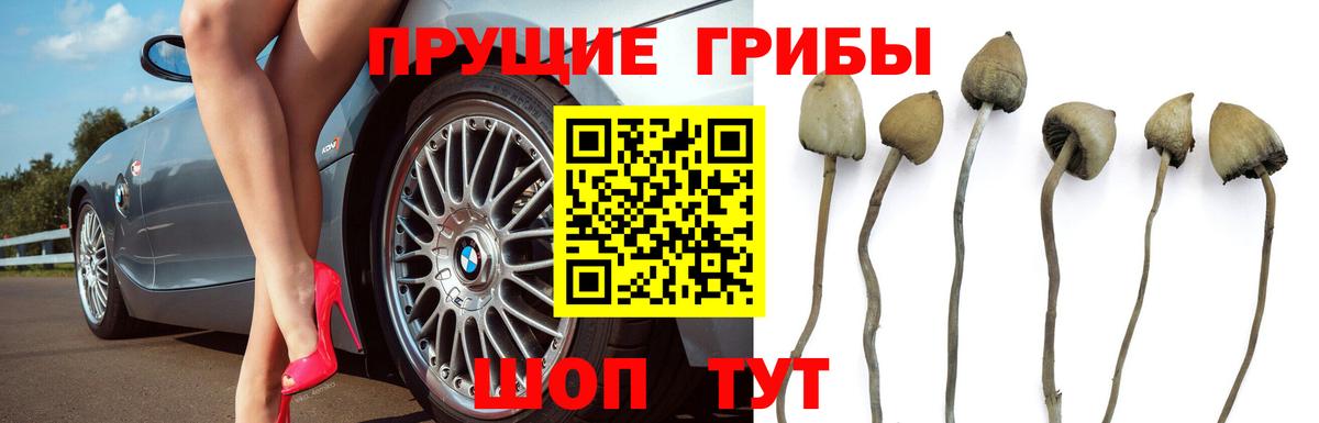 Узловая  Галлюциногенные грибы мицелий  Вход с VPN  Псилоцибиновые грибы мухоморы 